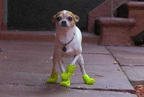 Маленькая собачка экстренно посадила самолёт