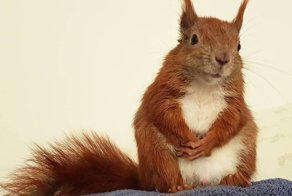 Кошка нежно прижимала к себе раненого бельчонка… История 3-х усатых друзей, полная счастливой любви!