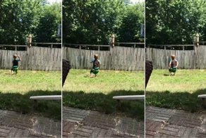 Мальчик и собака играют в мяч через забор