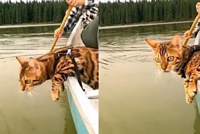 Кот плывет на лодке и внимательно изучает воду за бортом