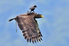 Маленькая, но очень гордая птичка, прокатилась верхом на могучем орле