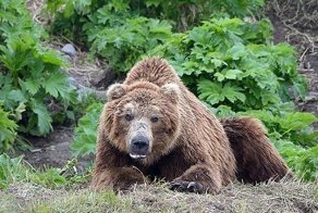 Видео: медведи раскопали кладбище на Камчатке