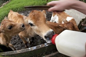 Депрессивных якутских телят спасают алкоголем