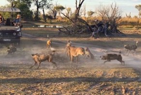 Львица спасла своего детеныша от стаи диких собак