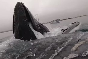 Огромный кит едва не опрокинул каякера, вынырнув рядом с ним