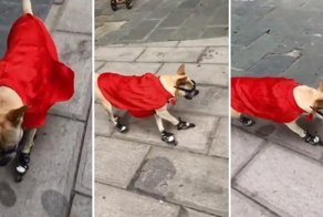 Пёс виртуозно катается на роликах