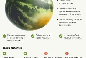 Как выбрать арбуз и где лучше покупать: советы Роспотребнадзора