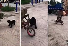 Обезьяна на велосипеде уезжает от назойливой собаки
