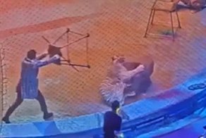 В московском цирке тигр подрался со львом на глазах у публики