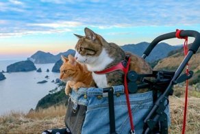 Дайкичи и Фуку-Чан - кошки, которые гуляют вместе со своим хозяином