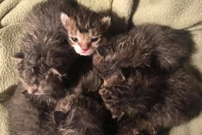 Ночью семья проснулась от кошачьего хора в комнате. Но… у них не было котов!