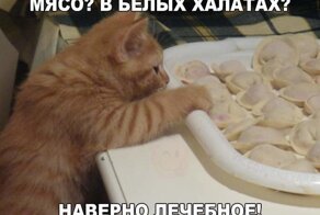 Подражая котоматрице