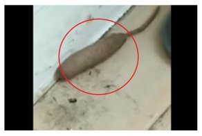 Не крыса и не червь: жительница Великобритании сняла на видео загадочное существо