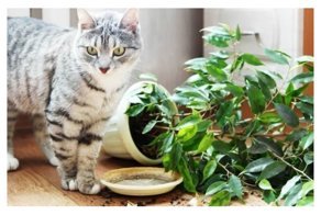 10 нюансов, о которых нужно знать, прежде чем обзавестись котом