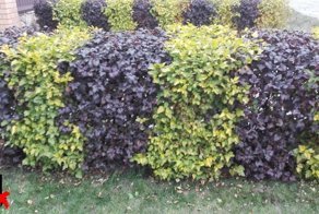 Живая изгородь. Пузыреплодник