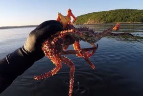 Тысячи крабов оккупировали Кольский залив