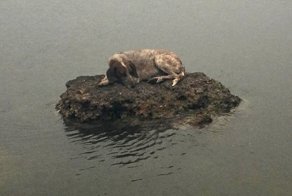 В Греции спасли собаку, которая спряталась от пожаров на маленьком камне в море