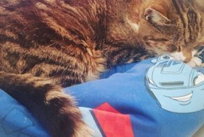 "Я думала, что просто сошла с ума!" любимая кошка вернулась домой через 13 лет