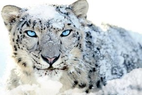 Кошачьи - Барс