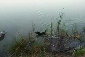 "Толя, за ВДВ!" - собака настоящего десантника