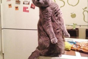 Мир кошек