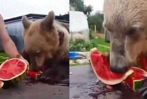 Медведи тоже любят арбузы
