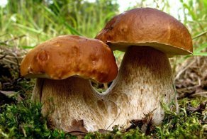 Невероятные факты о грибах