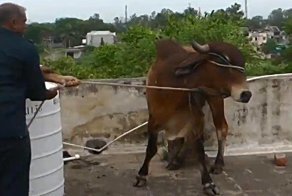 Бык совершил невероятный прыжок с балкона в Индии