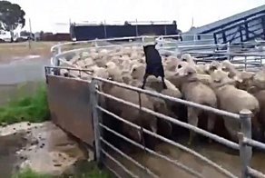 Собака загоняет овец в кузов грузовика