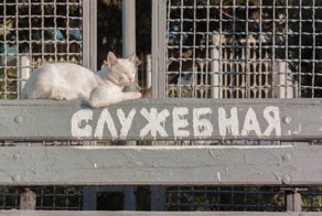Очень колоритные уличные коты