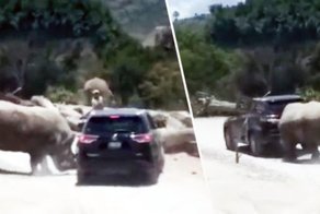 В мексиканском сафари-парке носорог попытался перевернуть внедорожник с туристами