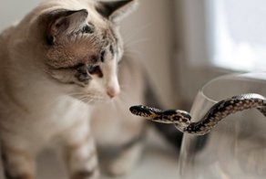 20 бесстрашных котов, которых способен обратить в бегство только один предмет