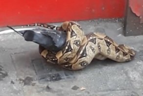 В Лондоне питон сожрал голубя посреди центральной улицы