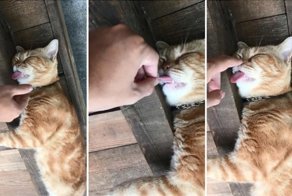 Крепкий и безмятежный кошачий сон