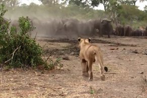 Бесстрашный буйвол защитил стадо от львицы