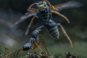 Как муравьи уничтожают гнездо ос