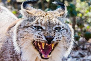 Кошачьи - Рысь