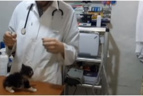 Приключения маленького комка злости в ветеринарной клинике