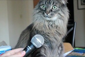 А вы знали? 8 августа - всемирный день кошек!