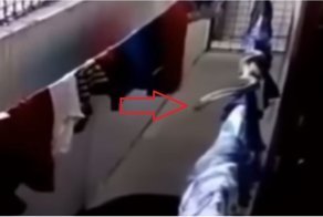 Спрятавшаяся на бельевой веревке кобра напала на мужчину в Саудовской Аравии