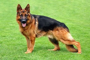 Подборка четвероногих друзей - немецких овчарок