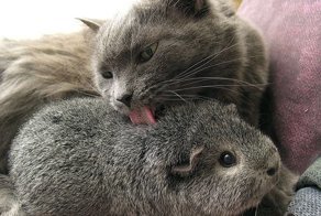 Подборка смешных котов