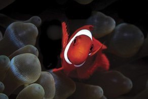 Победители конкурса подводной фотографии Through Your Lens