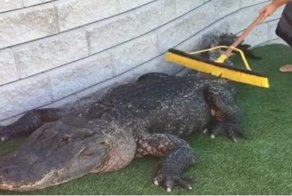 Даже аллигатор любит, когда ему чешут спинку!