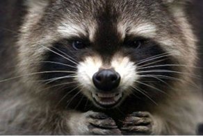 Енот устроил охоту на ворону