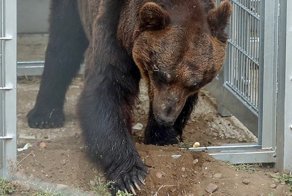 После 17 лет неволи уссурийский медведь обрел свободу
