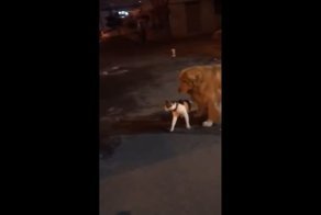 Не в мою смену: добродушный пес предотвратил кошачью драку