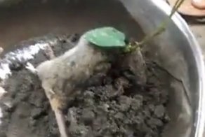 Индийский фермер нашел на своем поле живую крысу, из тела которой проросла соя