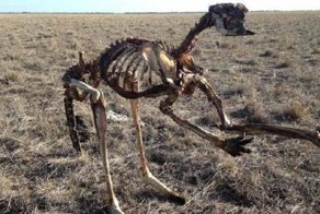 Эта фотография скелета кенгуру показывает жестокую реальность австралийской засухи
