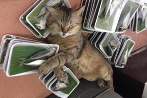 20 примеров того, как выглядит истинное счастье